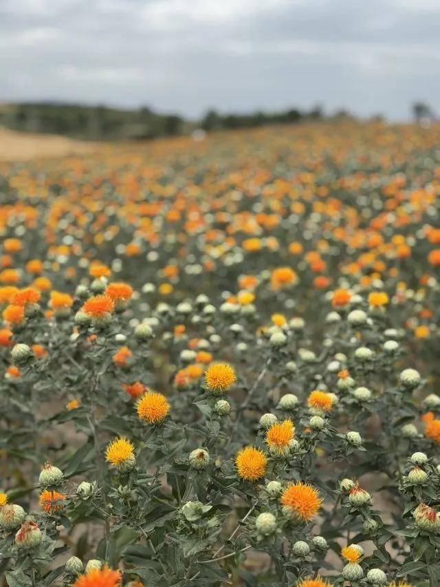 能自驾的5A级草原是新疆最不该被低估的宝藏。pg电子模拟器试玩距乌鲁木齐仅3小时！这个(图7)