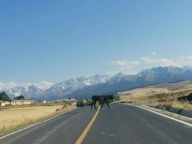能自驾的5A级草原是新疆最不该被低估的宝藏。pg电子模拟器试玩距乌鲁木齐仅3小时！这个(图13)