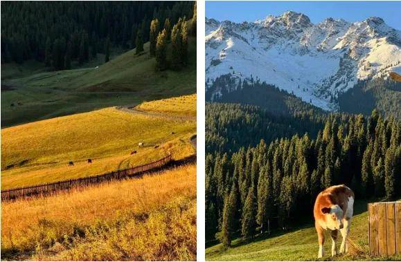 能自驾的5A级草原是新疆最不该被低估的宝藏。pg电子模拟器试玩距乌鲁木齐仅3小时！这个(图14)